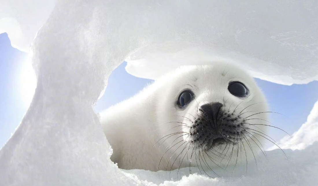 アシカとアザラシの違いは何ですか？