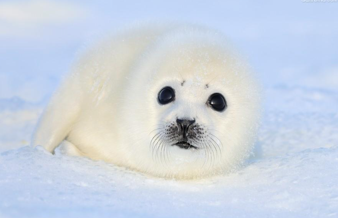 アザラシの性格は？おっとりしている？意外な一面も解説