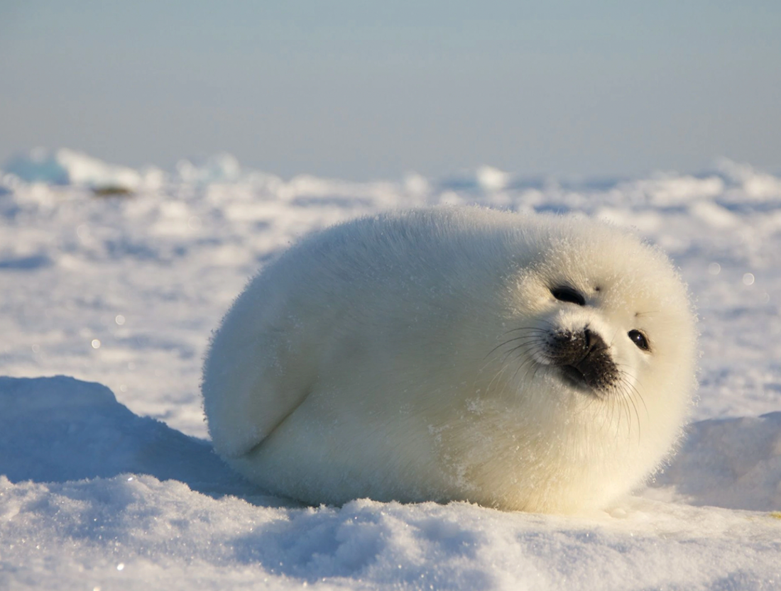 アザラシはなぜこんなにかわいい？思わず癒される理由を解説