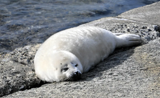 アザラシは日本には野生でいますか？見られる場所や特徴を解説