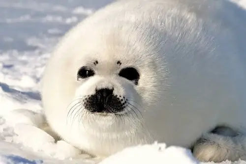 アザラシはなぜ丸い？かわいい体型の秘密を解説